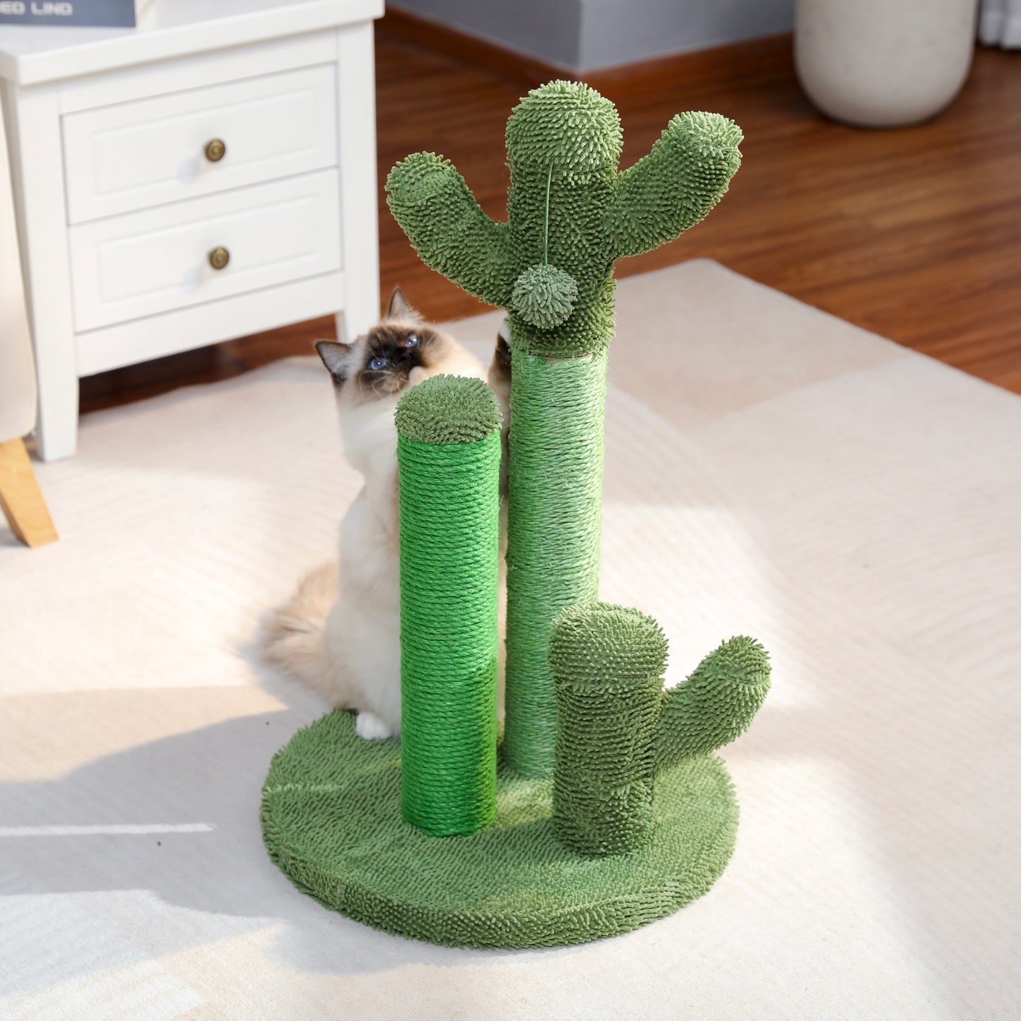 The award winning scratching cactus